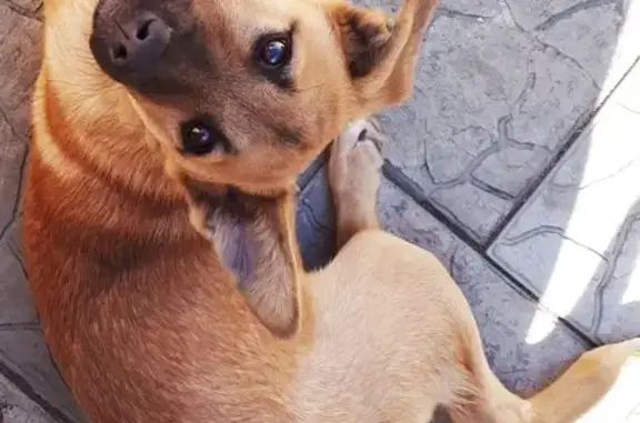 Пропала собака в Орске на улице Короленко
