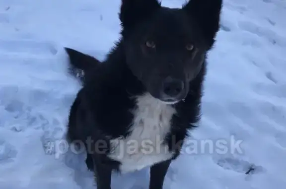 Пропала собака в п. Марусино, Новосибирск