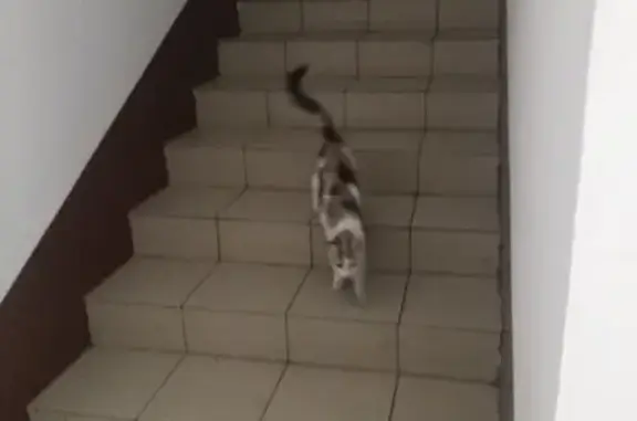 Найдена взрослая кошка в Чите