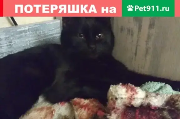 Найдена кошка на Генерала Наумова 19, Пермь