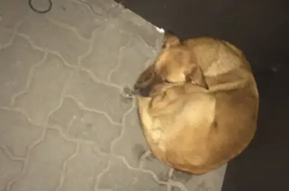 Найдена собака на улице Камалеева 20, ищем приют