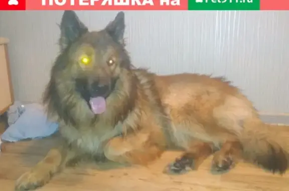 Собака найдена в Комсомольске-на-Амуре