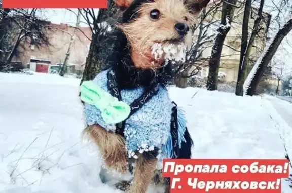 Пропала собака в Черняховске на ул. Железнодорожной.