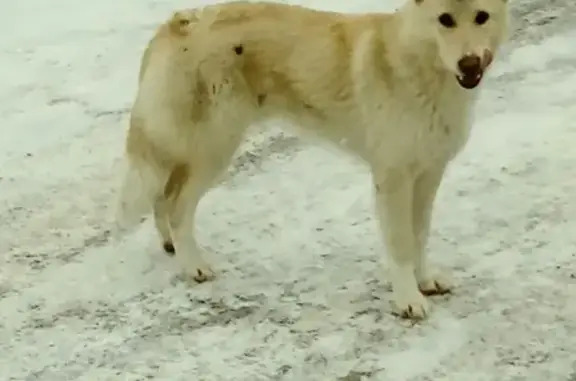 Найдена собака в Домодедово!