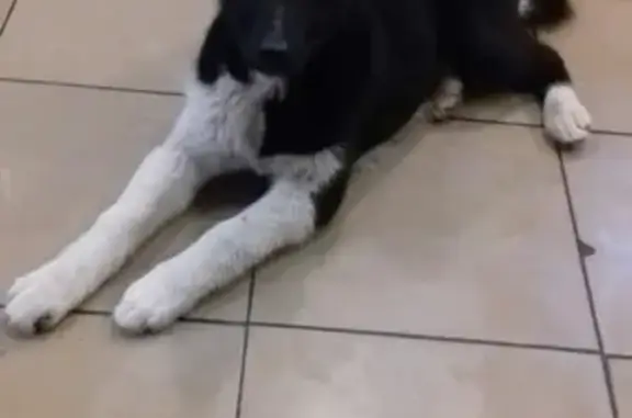 Найдена домашняя собака возле автовокзала в Вязниках