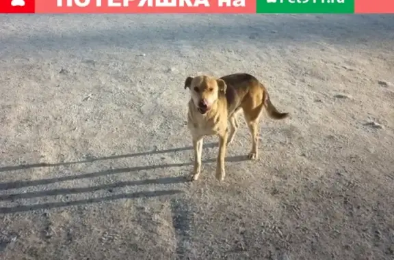 Найдена собака (г. Екатеринбург) - срочно нужна помощь!