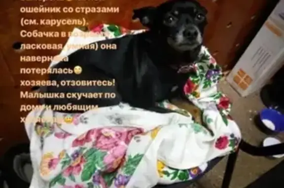 Найдена собака в здании заводоуправления КАЗ