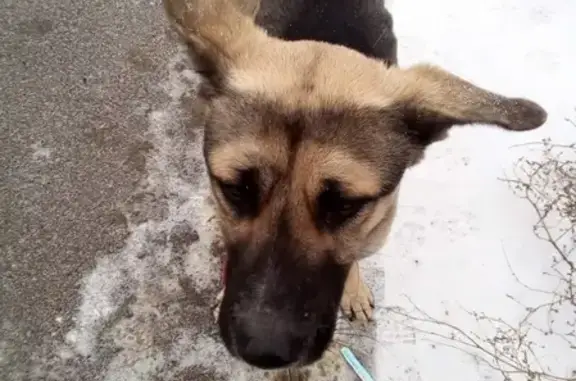 Найдена худая собака на дороге в Астрахани.