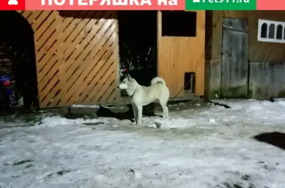 Пропала собака в районе Унжи, Костромская обл.