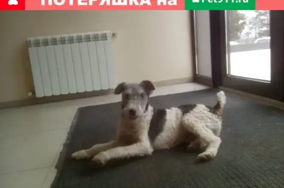Собака найдена в Александрове, Астраханская область