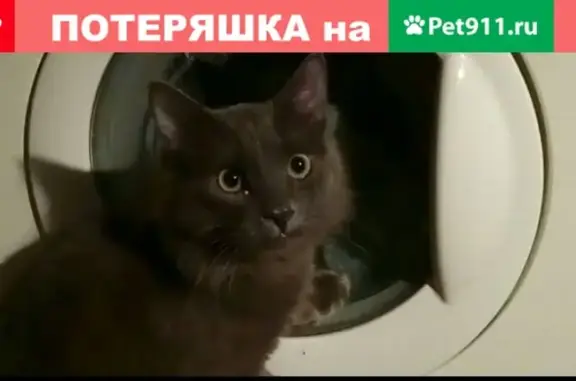Пропал молодой кот по адресу Лесной, Свердловская область