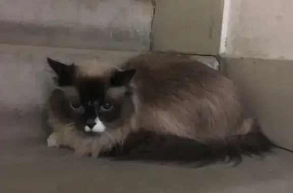 Найден домашний кот в Томске