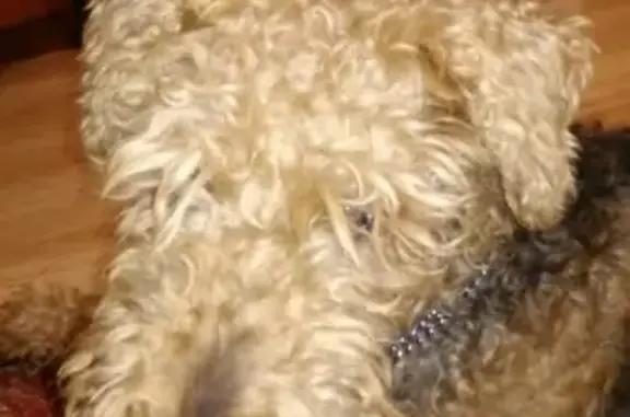 Найдена собака с замерзшими лапками в Сыктывкаре - срочно нужна передержка!