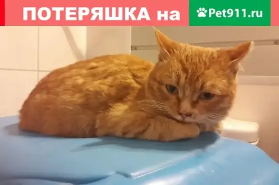 Найдена рыжая кошка (ул. Чайковского, Екатеринбург)