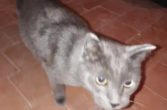 Найдена кошка на ул. Лермонтова