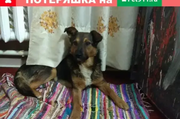 Найден пёсик в районе Венюково с травмой лапы