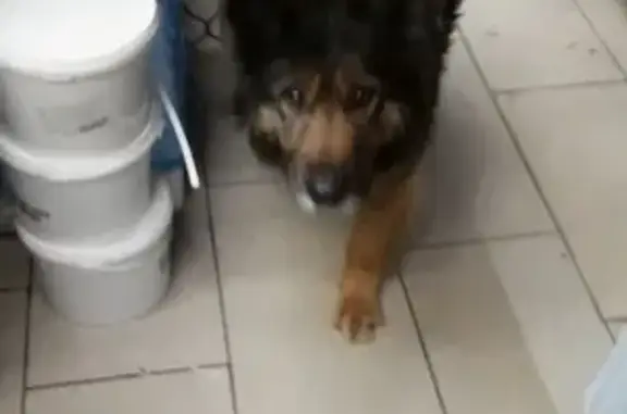 Найдена собака в Центре Сормово, есть ошейник с шипами