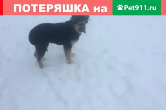 Пропал щенок Бос с ошейником на Районе СХТ, Вятские Поляны