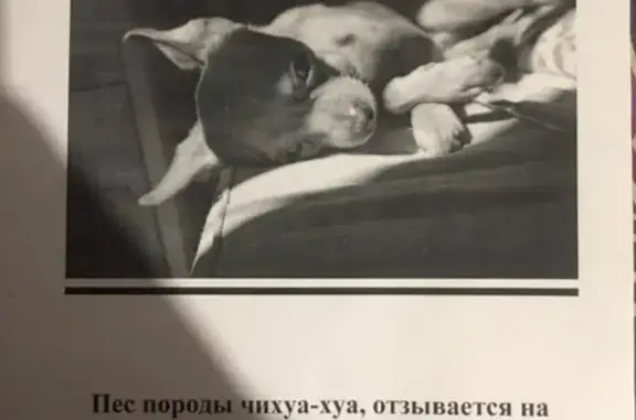 Пропала собака на Азина/Мамина-Сибиряка в Екатеринбурге