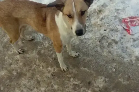 Пропала собака на Плехановском тракте в Кунгуре!