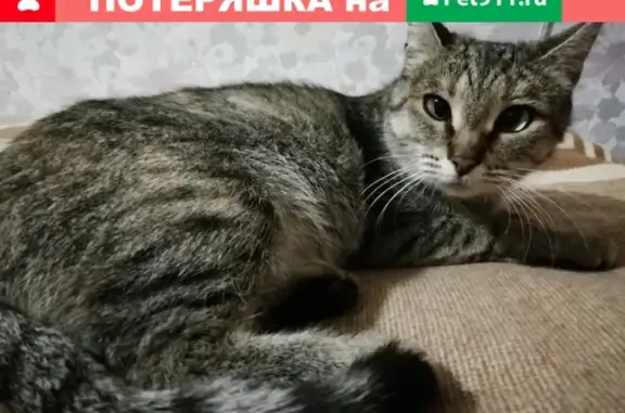 Найдена кошка в Иваново, р-н Автовокзала