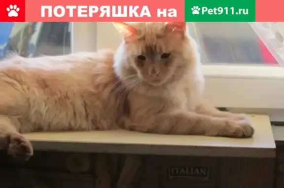 Пропал кот Мейн кун в с. Шумашь, Рязанская область