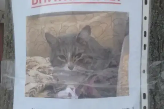 Найдена кошка на ул. Орджоникидзе в Ярославле