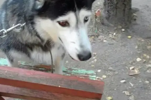 Пропала собака породы Хаски в Ивантеевке, мкр-он Детская