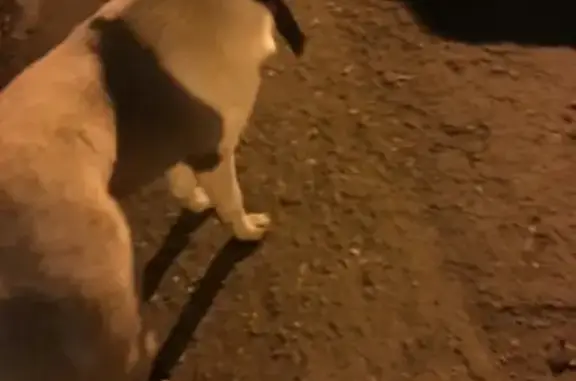 Найдена собака в Яблоновском, ошейник, фото нечеткие