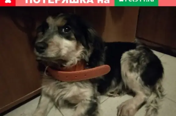 Найдена собака Шуи в Ивановской области