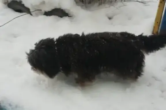Найдена собака в Сергиевом Посаде, Россия.