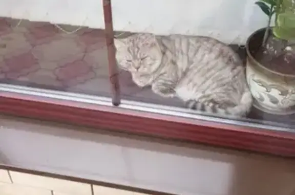 Пропала кошка в Ростовской области, вознаграждение.