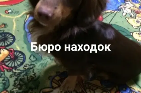 Пропала собака Гриша в Архангельске
