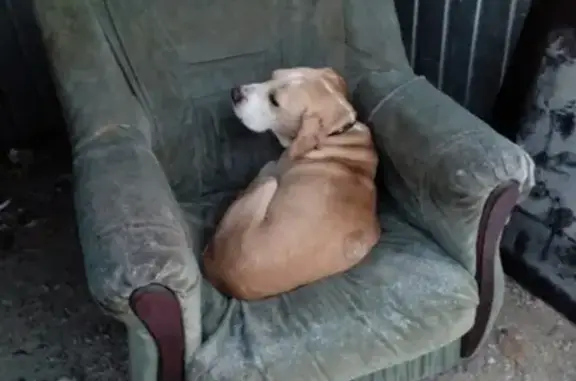 Найдена собака в Лысково, Нижегородская область