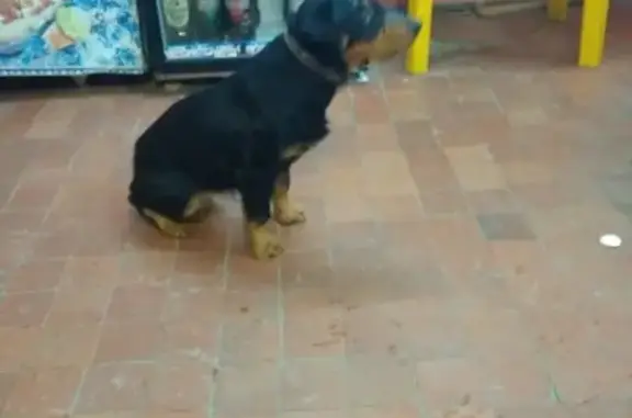 Найдена собака в Гатчине!
