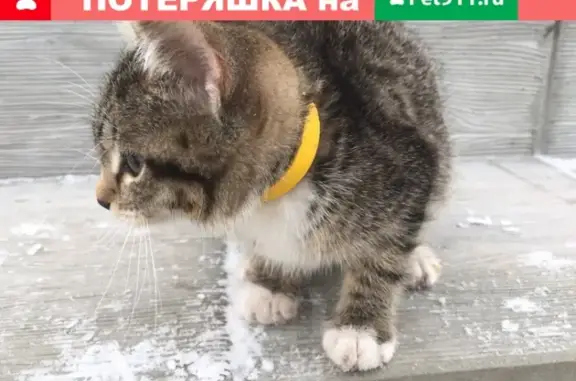Найдена кошка в Заводоуковске, нужен дом