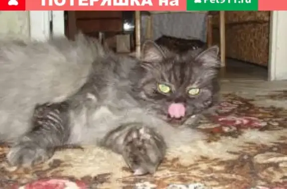 Найден домашний кот в Пушкине