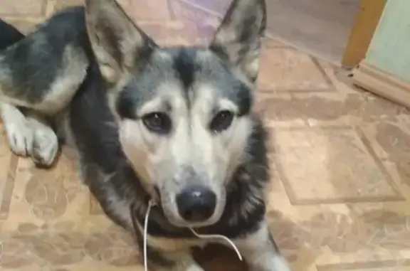 Найдена собака на Новосёлов-Инженерной, ищем хозяев