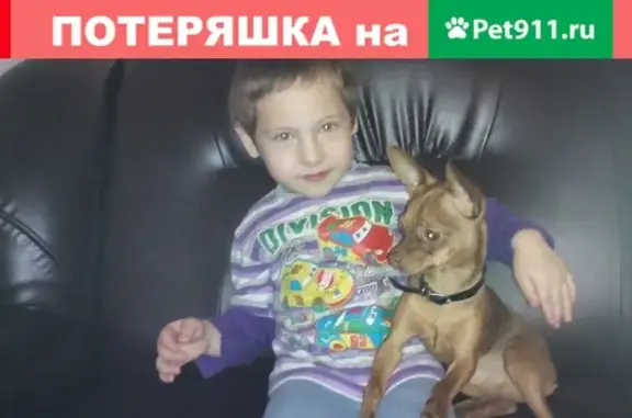 Пропала собака в Нижнем Новгороде, Соцгород-II [id19341635|Мария Жукова]