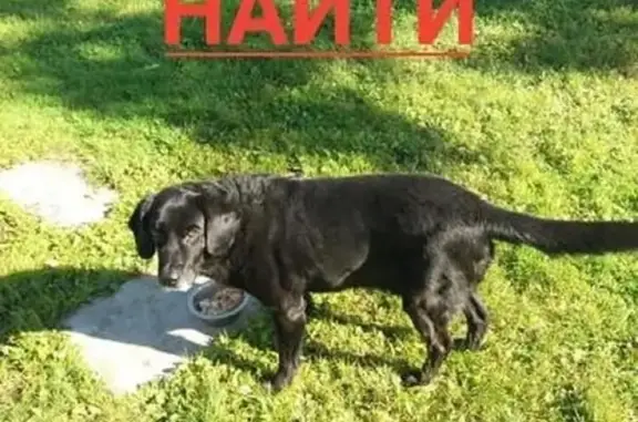 Пропала собака Хан в Приморье!