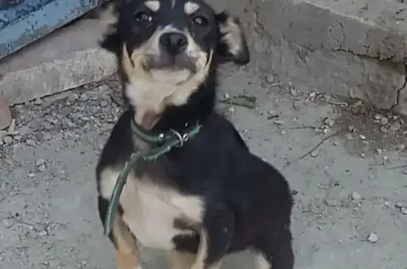 Пропала собака Джек на улице Свердлова в Сальске