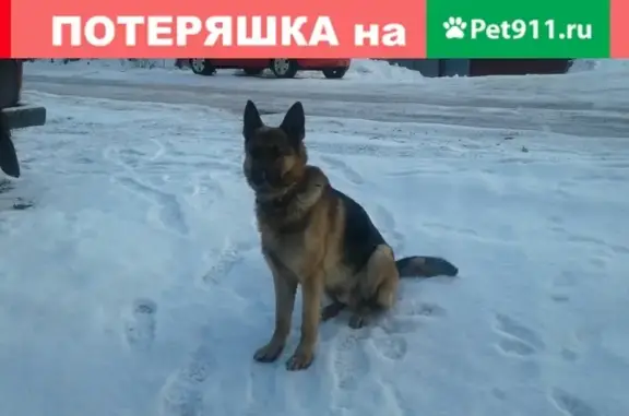 Найдена собака в Курске, просьба сделать репост!