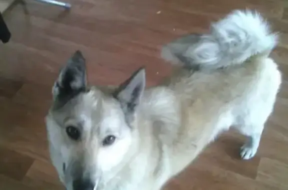 Пропала собака «Дымка» в Абашево, Новокузнецк