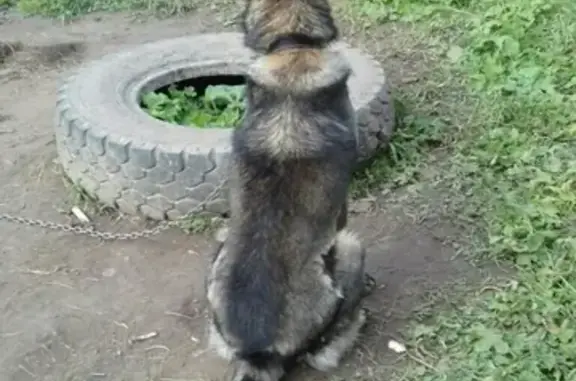 Пропала собака Бой в Вертикаль ДНП, Уфа.
