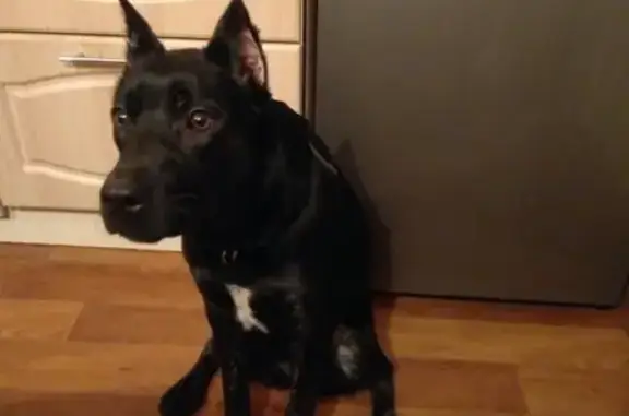 Пропала собака в Озерске, черный окрас с белым фартуком