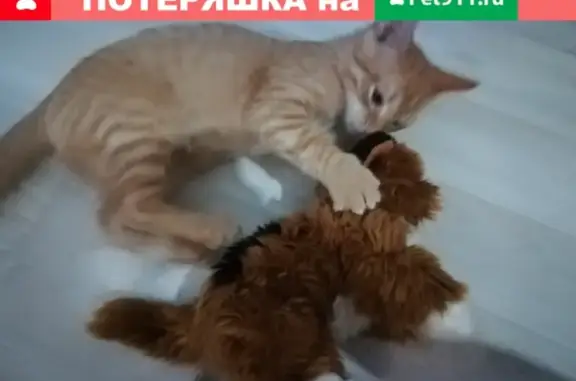 Пропал котенок на Бородинской улице, Владимир.