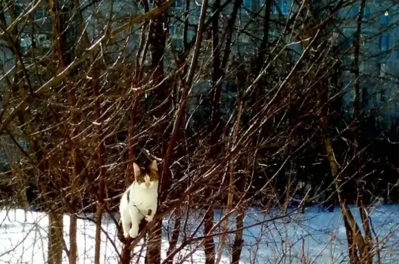Пропала кошка Инеска на проспекте Мира