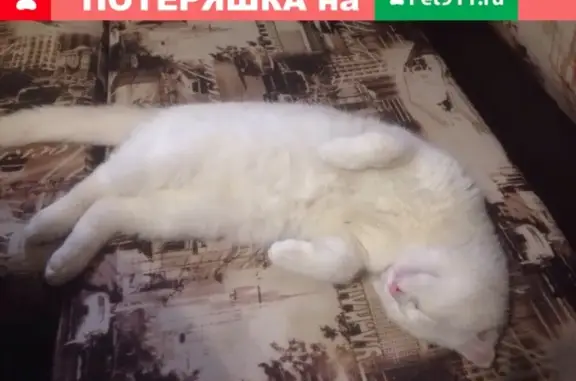 Пропал кот, белый, вислоухий в Ленинске