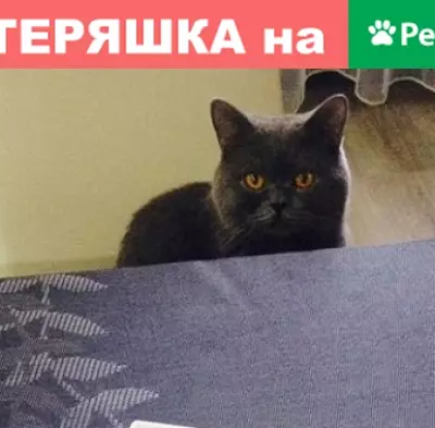 Пропал серый кот на ул. Сибирской в Урюпинске