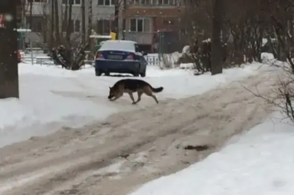 Пропал кот Тигр в районе Затверечье, Тверь